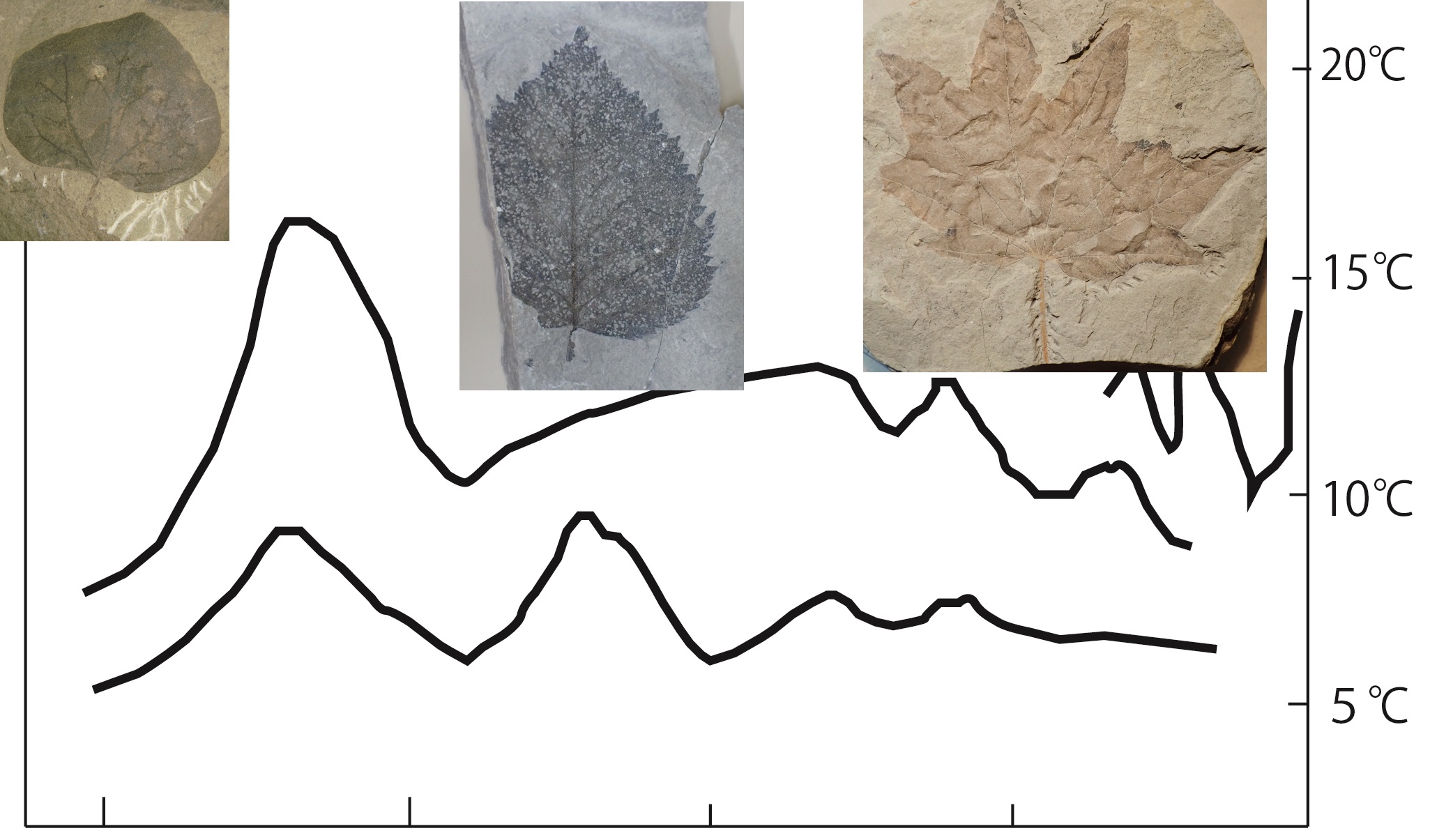 ちゃれんがワークショップ<br>植物化石から地質時代の環境を調べる